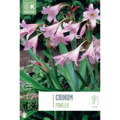 Tálca Crinum – Ernyős amarillisz Powelli