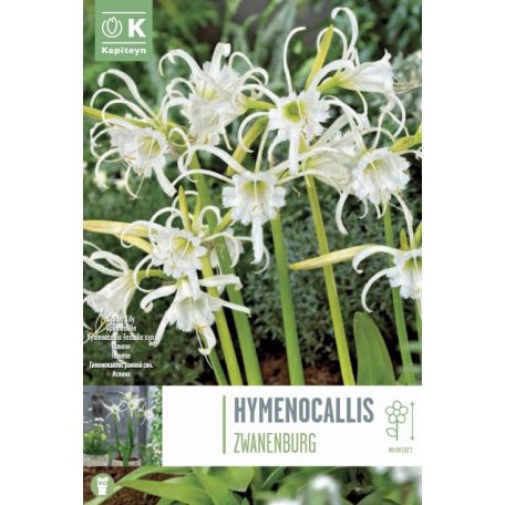 Tray Giant Tray Hymenocallis - Pókliliom  Festalis Syn.Ismene