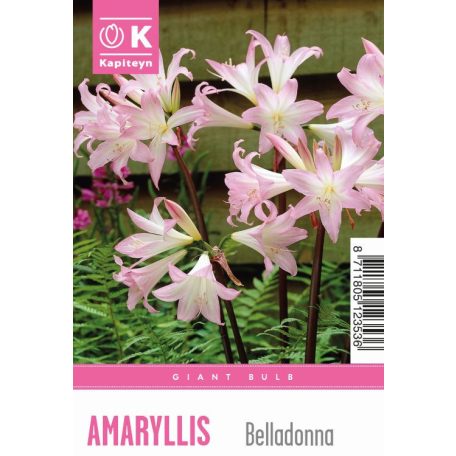 Tálca Óriás Tálca Amaryllis Belladonna