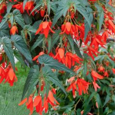 Santa Cruz Narancsszínű Begónia - Begonia Santa Cruz