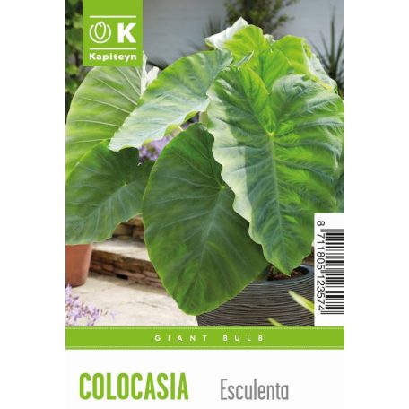 Tálca Óriás Tálca Colocasia – Elefántfül  Esculenta