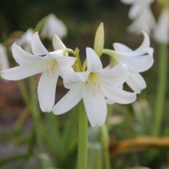 Crinum liliom  - Crinum Powelli Album