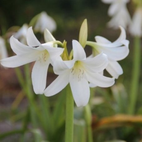 Crinum liliom  - Crinum Powelli Album