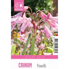 Tálca Óriástálca Crinum – Ernyős amarillisz Powelii