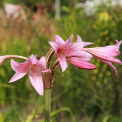 Rózsaszín Krinum - Crinum Powellii