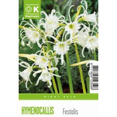   Tálya Óriástálca Hymenocallis - Pókliliom  Festalis Syn.Ismene