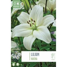 Rack Lilium Navona