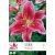 Rack Lilium Merostar 