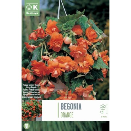 Rack Begonia Pendula-Cascade Narancssárga