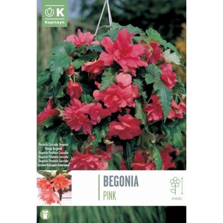 Rack Begonia Pendula-Cascade Rózsaszín