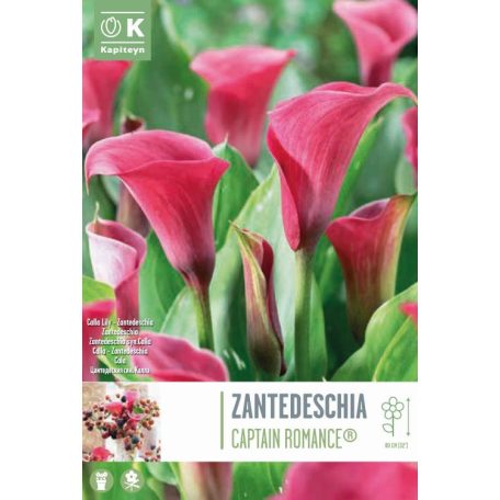 Rack Zantedeschia - Kála  Captain Romance ® Syn.Calla