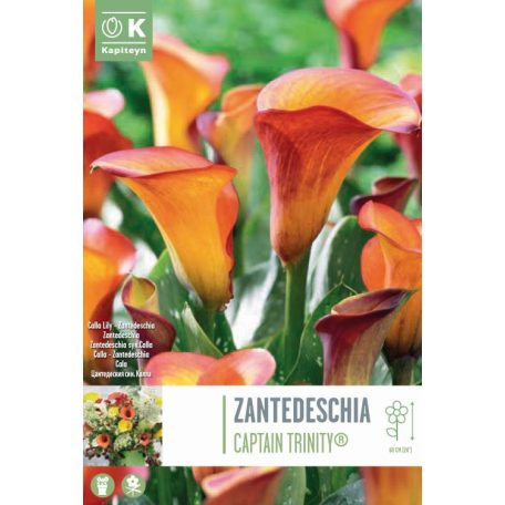 Rack Zantedeschia - Kála  Captain Trinity ® Szin.Calla