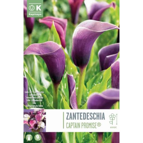 Rack Zantedeschia - Kála  Captain Promise ® Syn.Calla