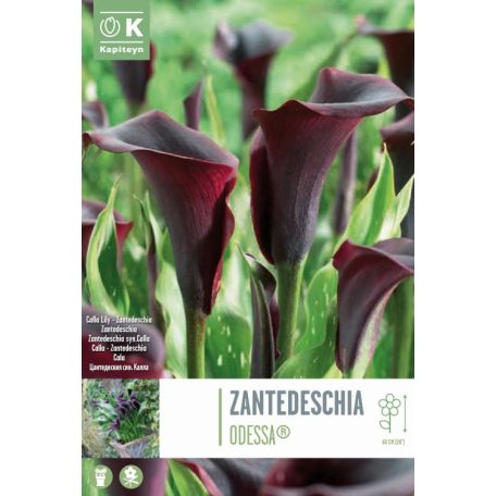 Rack Zantedeschia - Kála  Odessa ® Syn.Calla