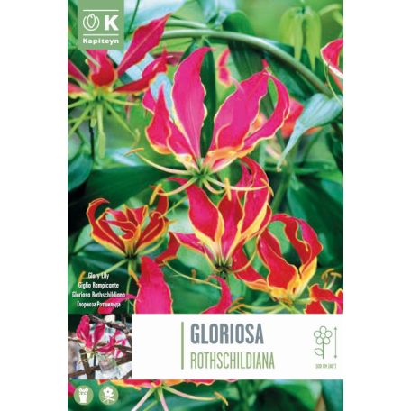 Rack Gloriosa – Dicsőségliliom  Rothschildiana