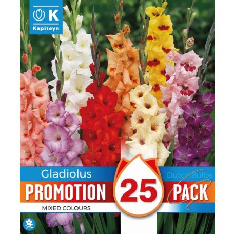 Promóciós Gladiolus - Kardvirág Mix