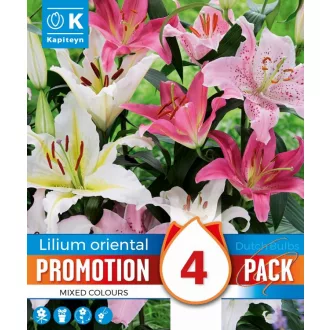 Lilium Oriental keleti liliom illatos virág