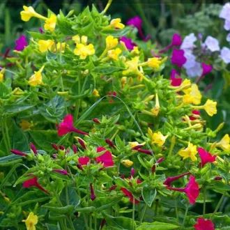 Mirabilis jalapa színes csodatölcsér virágok