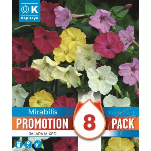 Mirabilis jalapa színes csodatölcsér virágok