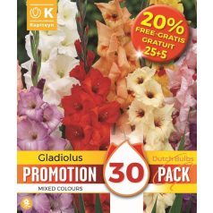   Promóciós Gladiolus - Kardvirág Mix + 20% Ingyen (25 + 5 Hagyma)