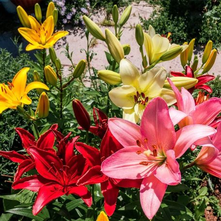 Ázsiai Liliom Mix - Lilium Asiatic Mix