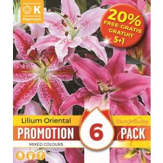 Promóció Lilium Orientális + 20% Ingyen (5 + 1Hagyma)