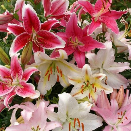 Keleti Liliom Mix - Lilium Oriental Mix