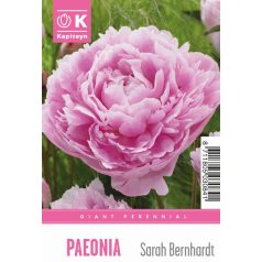 Tálca Óriás Paeonia - Bazsarózsa  Sarah Bernardt