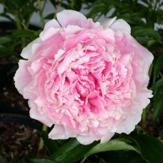   Sarah Bernhardt Pünkösdi Rózsa - ( Paeonia Sarah Bernhardt )