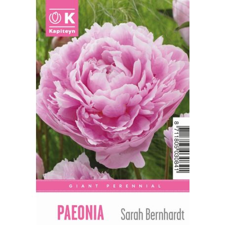 Tálca Óriás Paeonia - Bazsarózsa  Sarah Bernardt