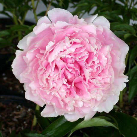 Sarah Bernhardt Pünkösdi Rózsa - ( Paeonia Sarah Bernhardt )