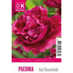 Tálca Óriás Paeonia - Bazsarózsa  Karl Rosenfield