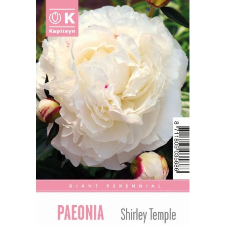 Tálca Óriás Paeonia - Bazsarózsa  Shirley Temple