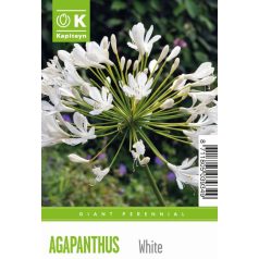   Tálca Óriás Agapanthus - Szerelemvirág  - Szerelemvirág  Umbellatus Alba