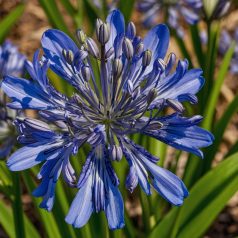   Agapanthus Blue óriás virághagyma - Kék Szerelemvirág - 1db