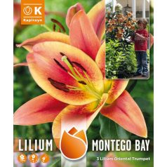   Fa Lilium Pack Montego Bay - Magas, Hatalmas, Illatos Virágokkal