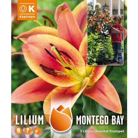 Fa Lilium Pack Montego Bay - Magas, Hatalmas, Illatos Virágokkal