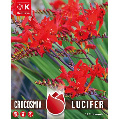 Crocosmia - Sáfrányfű  Lucifer - Kerti Tűzijáték