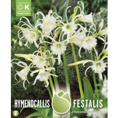   Hymenocallis - Pókliliom  Festalis Syn.Ismene - Peruvian Lilia