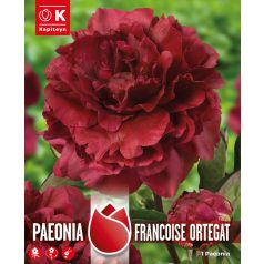   Paeonia - Bazsarózsa  Francoise Ortegat - Nagyon Illatos - Klasszikus Fajta 1850-Ből