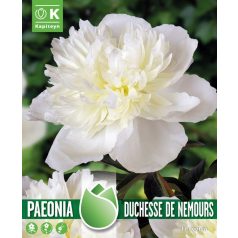   Paeonia - Bazsarózsa  Duchesse De Nemours - Nagyon Illatos - Klasszikus Fajta 1856-Ból