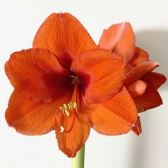   Narancssárga Királynő Kerti Amarillisz - Garden Amaryllis Orange Queen