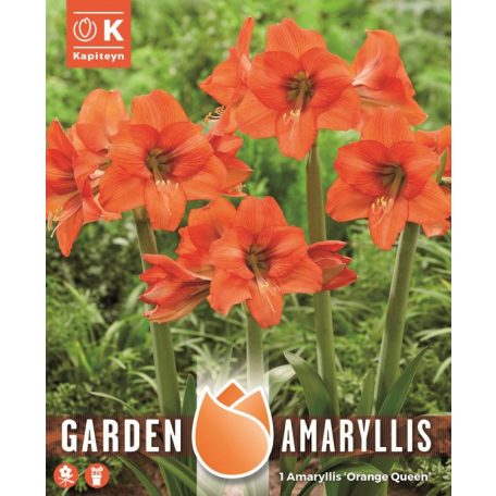 Amaryllis Orange Queen - Kerti Amaryllis Kertekbe És Teraszokra