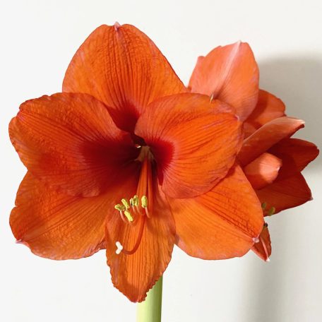 Narancssárga Királynő Kerti Amarillisz - Garden Amaryllis Orange Queen