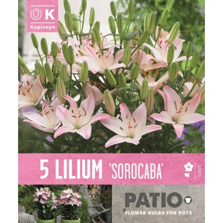 Lilium Sorocaba