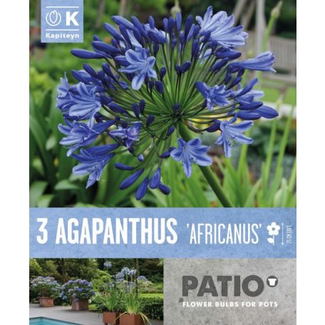 Agapanthus - Szerelemvirág  - Szerelemvirág  Africanus