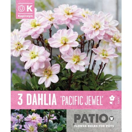 Dália Pacific Jewel