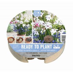   Készen az ültetésre – Fehér és kék ragyogás - Ready to Plant – White & Blue Radiance