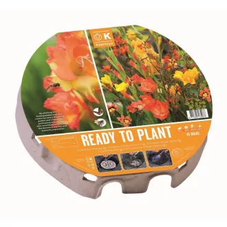 Narancs és sárga ragyogás ültetésre kész tálca 38db