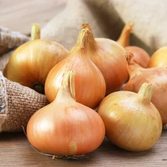 Senshyu Yellow - Onion Set - Vöröshagyma 100db/csomag – Hagymák